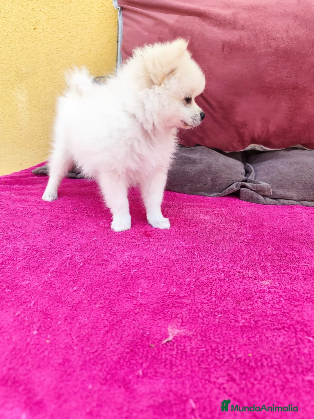 Pomerania perros en venta: Pomerania toy macho blanco  - Anuncio 13