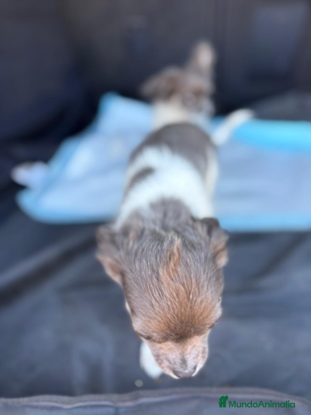 Chihuahua perros en venta: Chihuahuas pelo largo blanco blue - Imagen 6