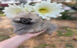 Pomerania perros en venta: Pomerania excelentes lineas  - Imagen 9