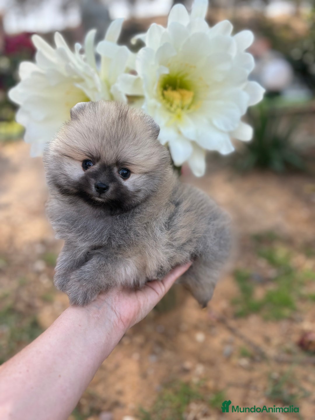 Pomerania perros en venta: Pomerania excelentes lineas  - Imagen 9