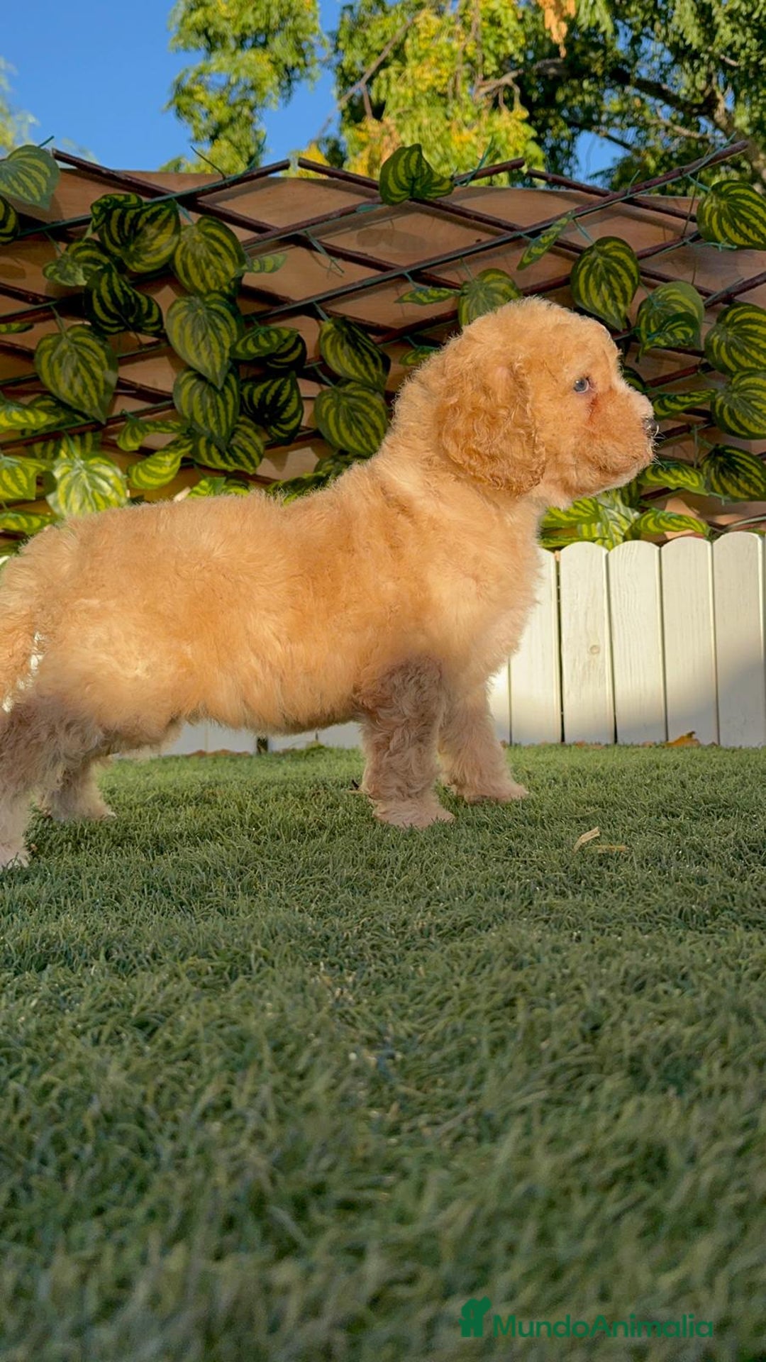 Perro de Agua Español perros en venta: PERRO DE AGUA ESPAÑOL  - Imagen 4