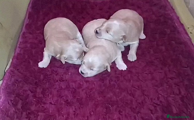 Maltipoo perros - Anuncio 1
