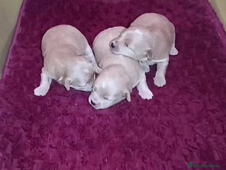 Maltipoo perros - Anuncio 5