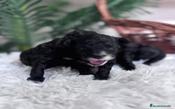 Caniche Toy perros en venta: CANICHE TOY - Imagen 10