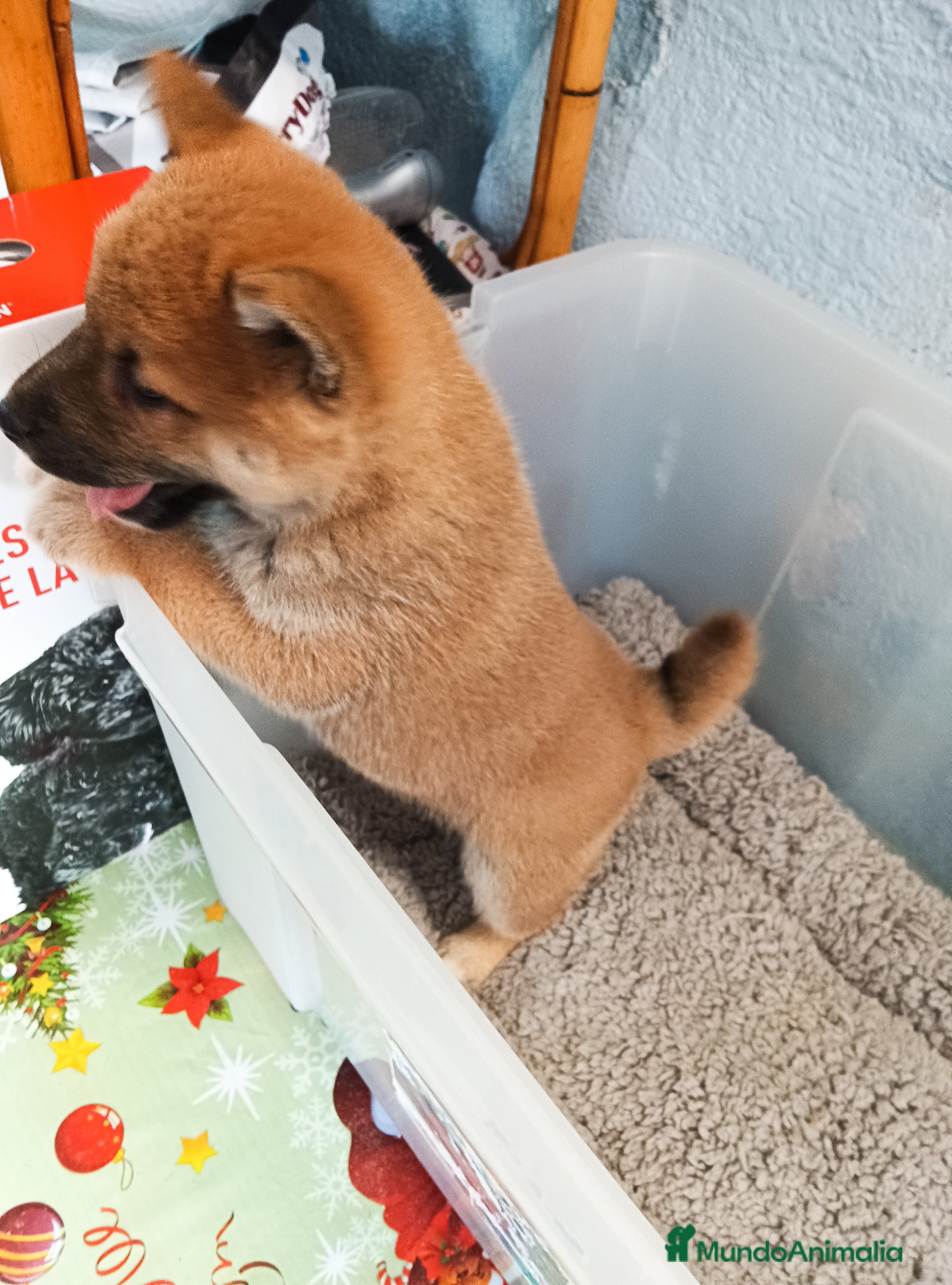 Shiba Inu perros Shiba inu - Anuncio 35