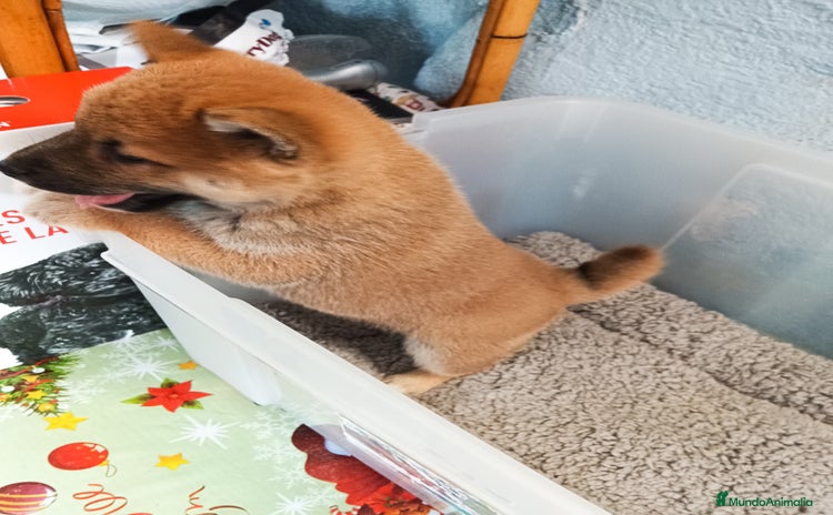 Shiba Inu perros - Anuncio 4