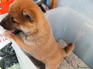 Shiba Inu perros - Anuncio 3