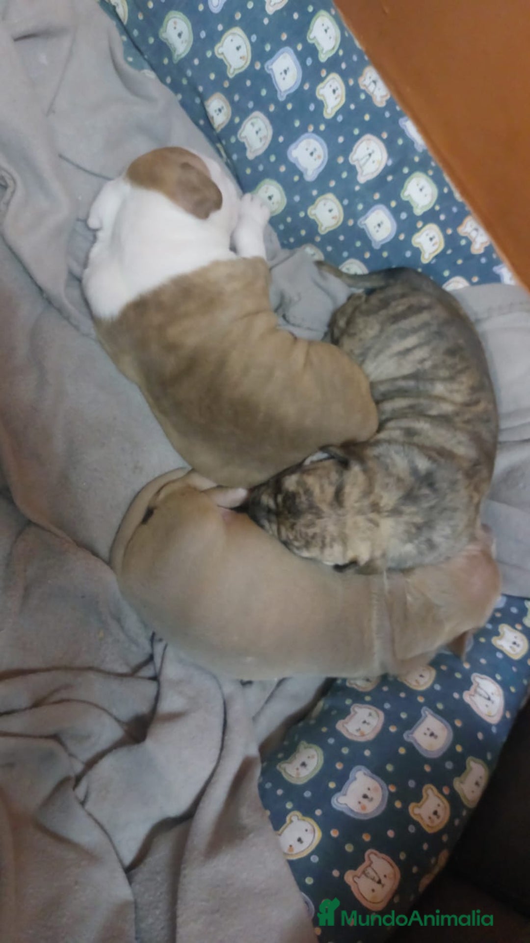 American Staffordshire-Terrier perros en venta: Última pareja de american stanfor!! - Imagen 6