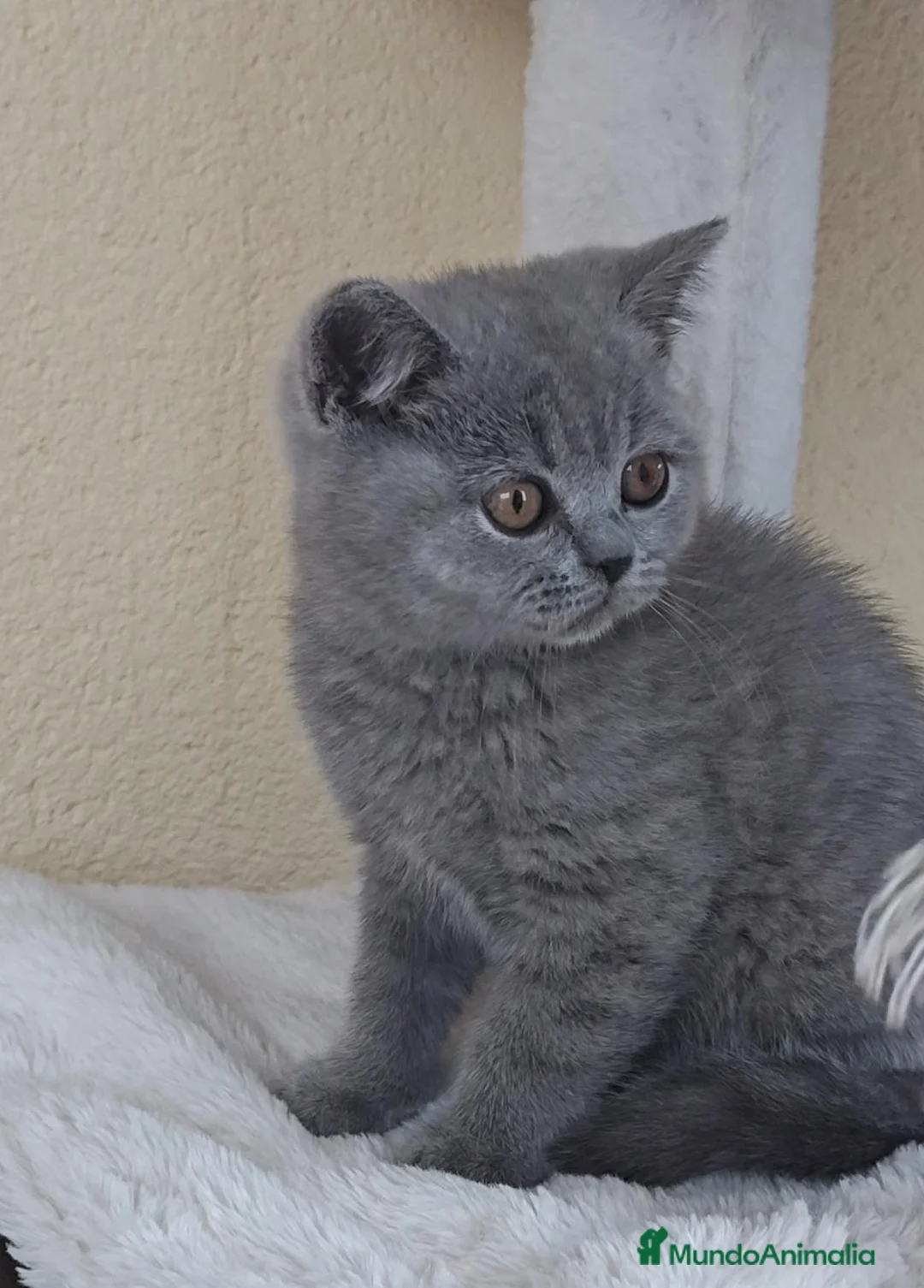 Británico de Pelo Corto gatos en venta: Gato British Shorthair  - Anuncio 2