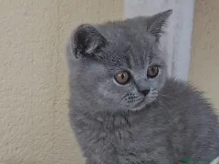 Británico de Pelo Corto gatos Gato British Shorthair - Anuncio 2