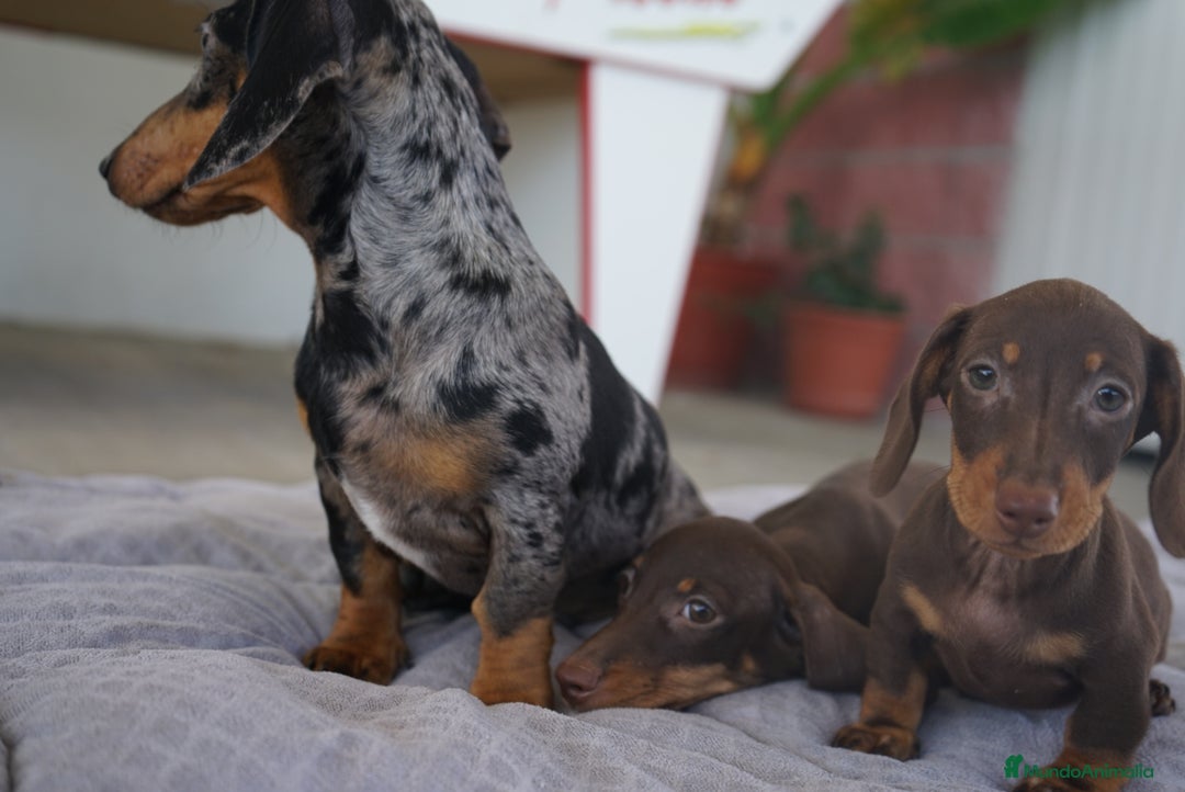 Teckel Miniatura perros en venta: ✨ Cacao & Bongo ✨ - Imagen 5