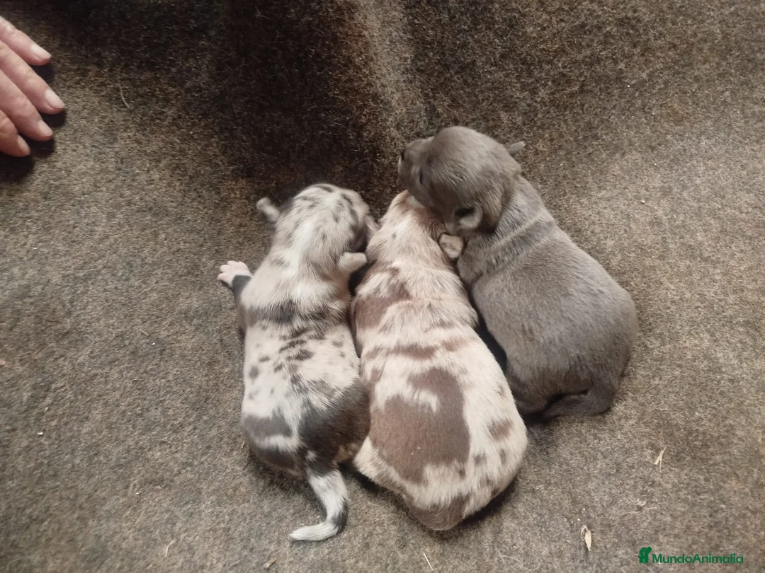 Chihuahua perros en venta: Chihuahua color exóticos Toy  - Anuncio 7