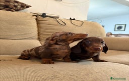 Teckel Miniatura perros en venta: Teckels miniaturas y kaninchen  - Imagen 2