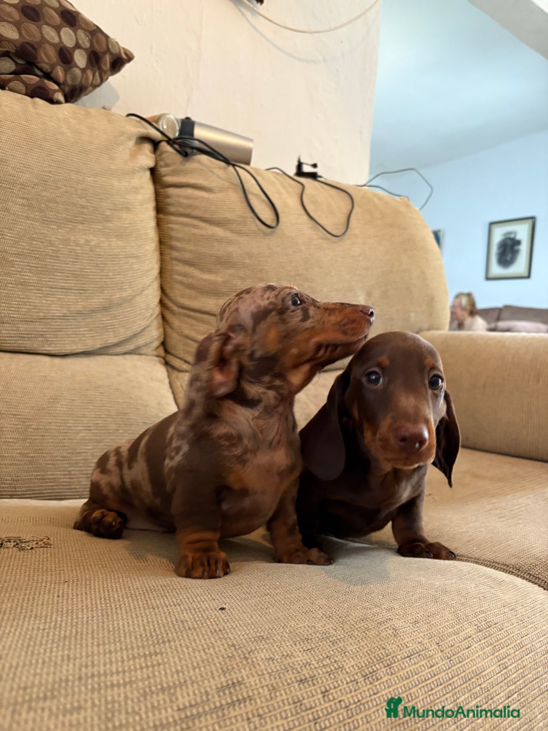 Teckel Miniatura perros en venta: Teckels miniaturas y kaninchen  - Imagen 2