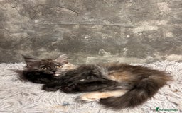 Maine Coon gatos en venta: Maine Coon Black Humo - Imagen 9