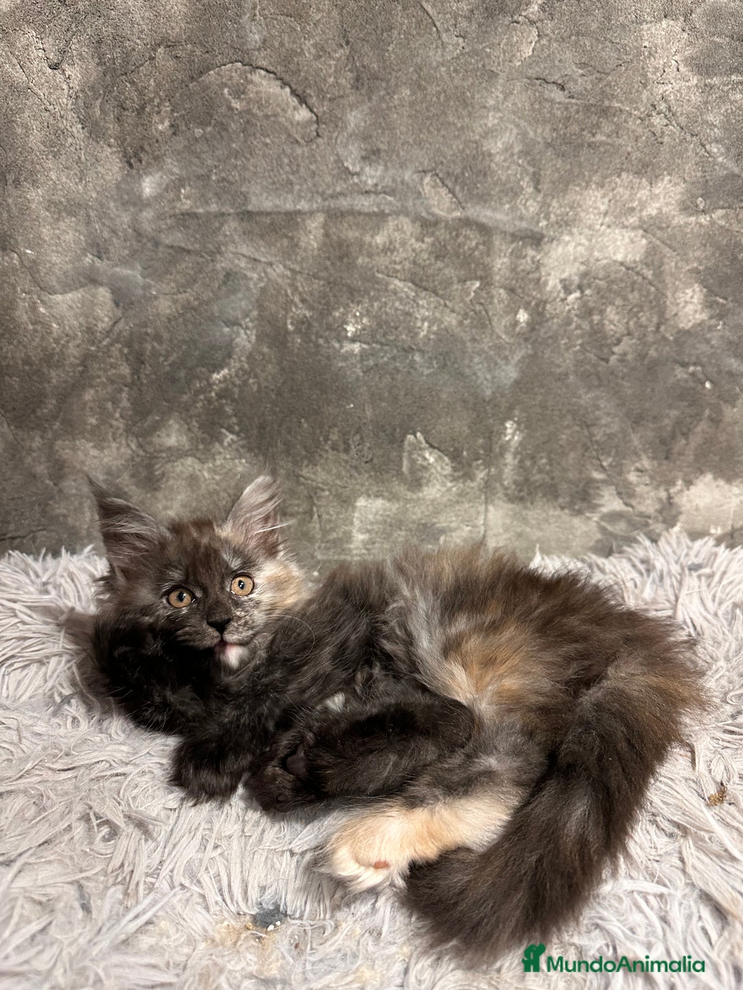 Maine Coon gatos en venta: Maine Coon Black Humo - Imagen 9