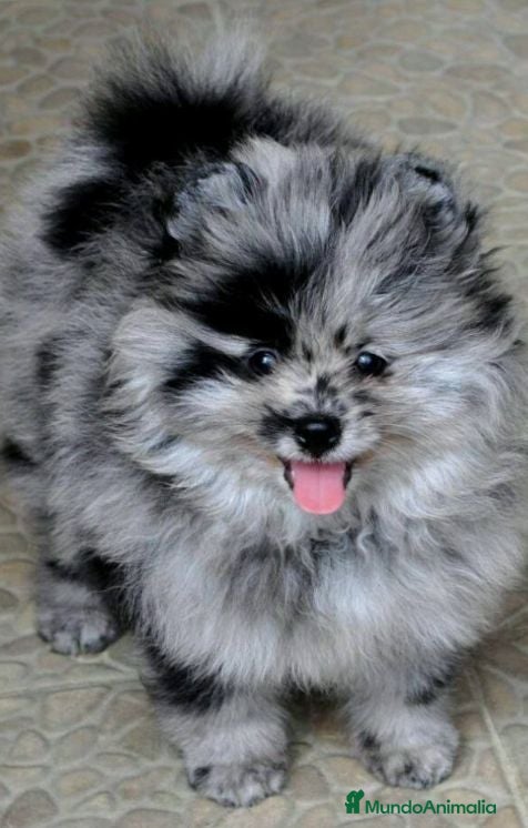 Pomerania perros Pomerania 616121781 - Anuncio 9
