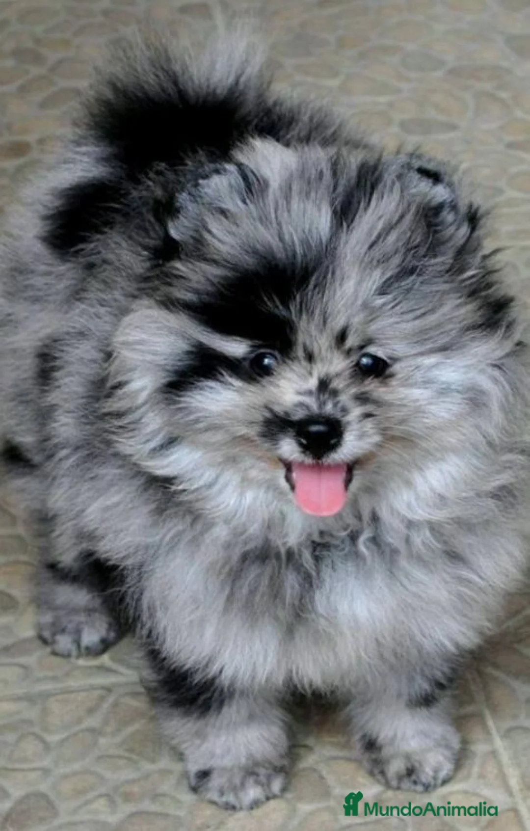 Pomerania perros en venta: Pomerania 616121781 - Anuncio 1
