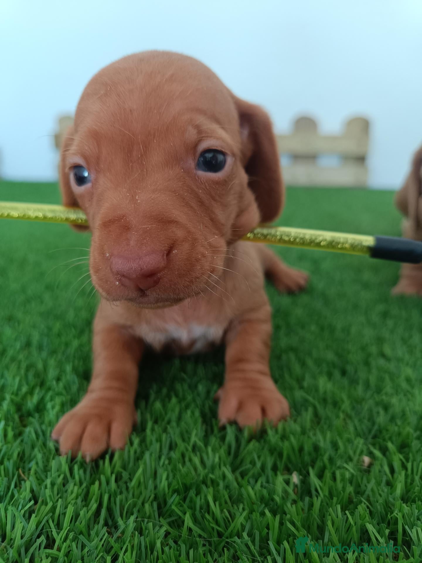 Teckel Miniatura perros en venta: Teckel mini  - Anuncio 1
