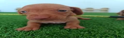 Teckel Miniatura perros en venta: Teckel mini  - Anuncio 1