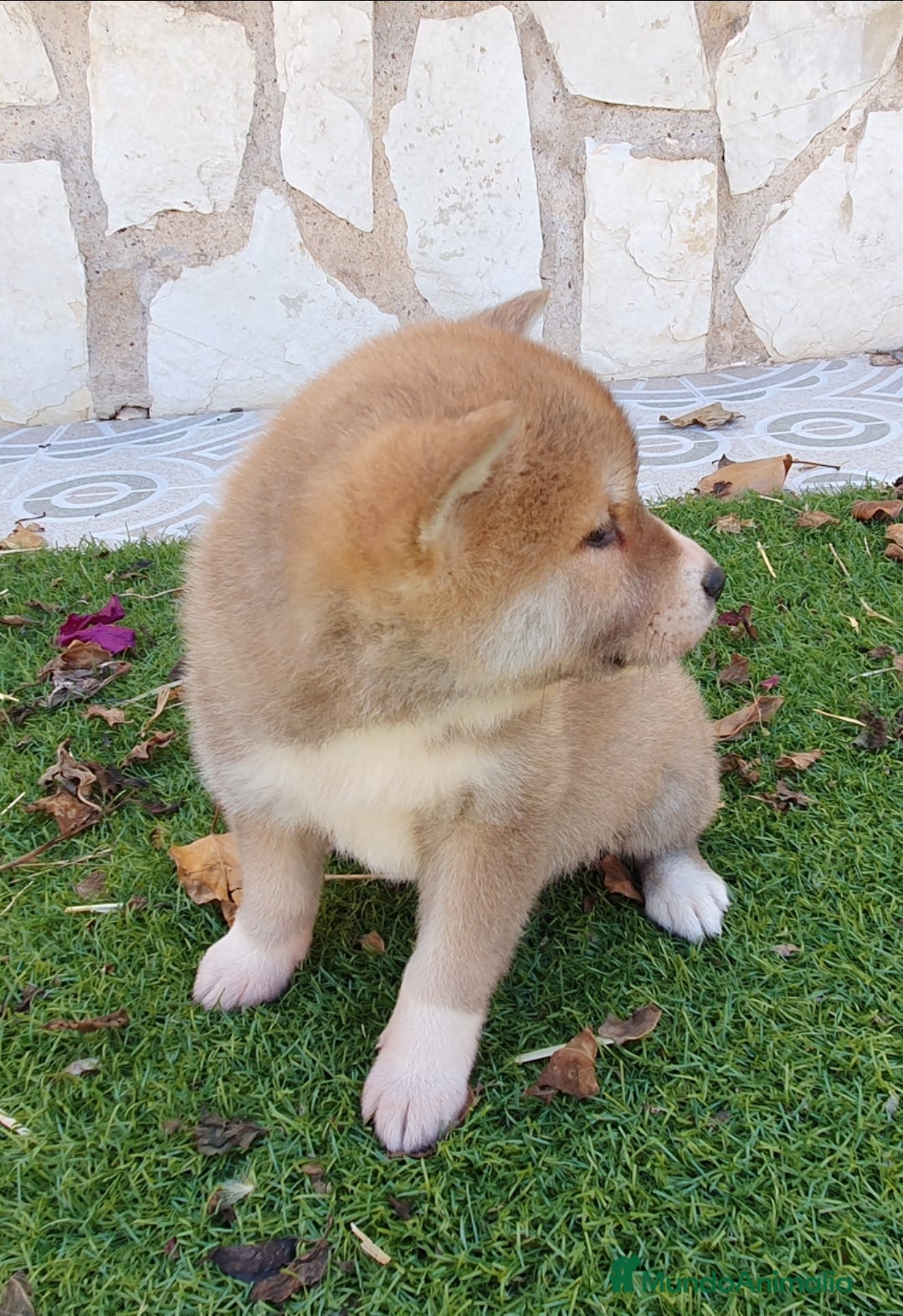 Shiba Inu perros en venta: Shiba Inu Cachorros - Anuncio 5