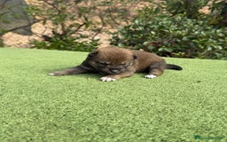 Shiba Inu perros en venta: Shiba Inu se abren reserva para final de noviembre - Imagen 3