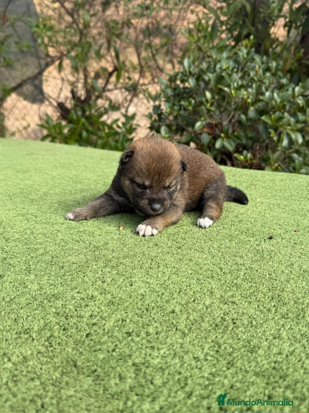 Shiba Inu perros en venta: Shiba Inu se abren reserva para final de noviembre - Imagen 3