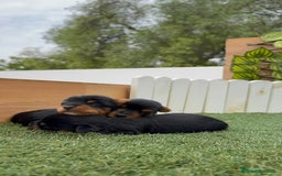 Yorkshire Terrier perros en venta: YORKSHIRE TERRIER MACHOS - Imagen 3