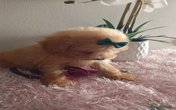 Maltipoo perros en venta: Maltipoos  - Imagen 4
