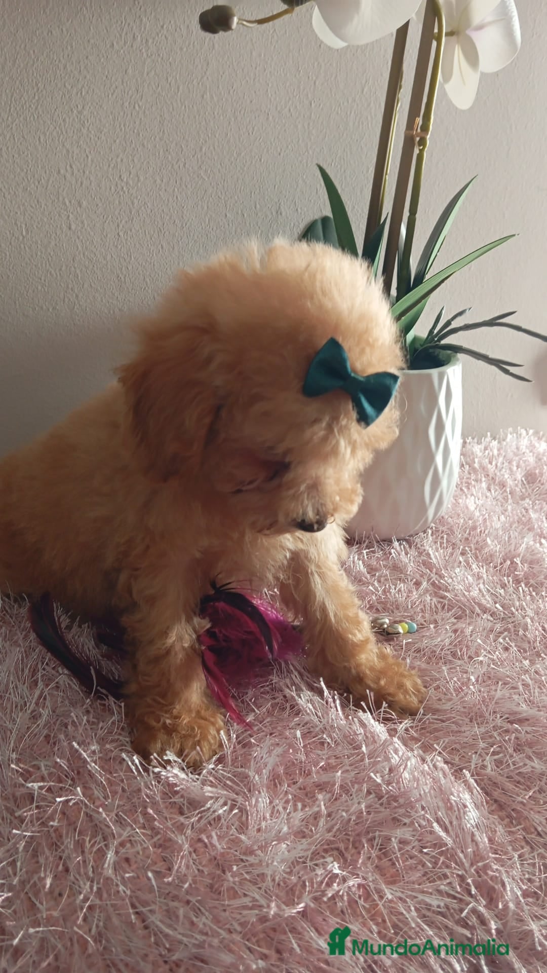 Maltipoo perros en venta: Maltipoos  - Imagen 4