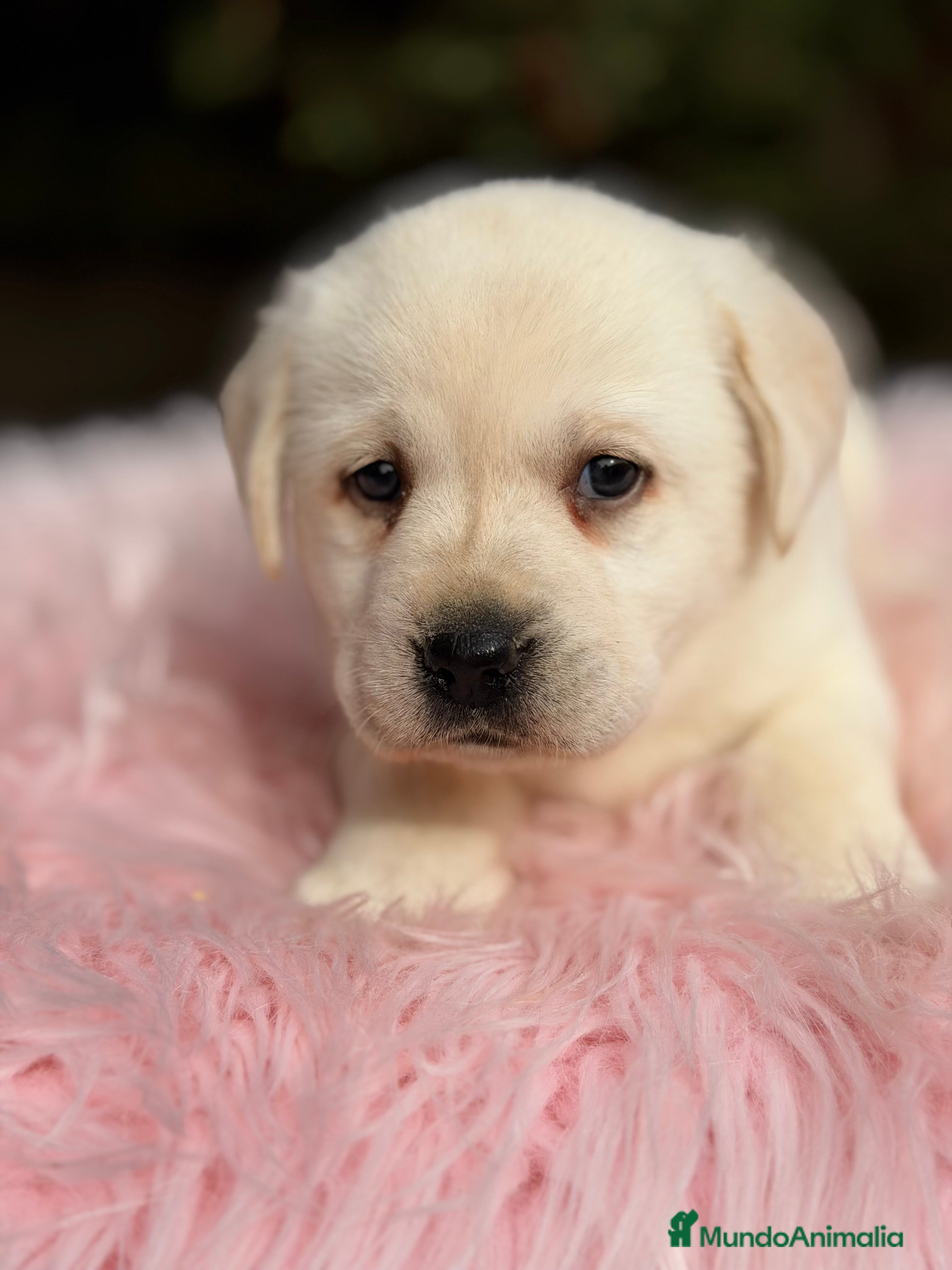Labrador Retriever perros Labradora amarilla  - Anuncio 2