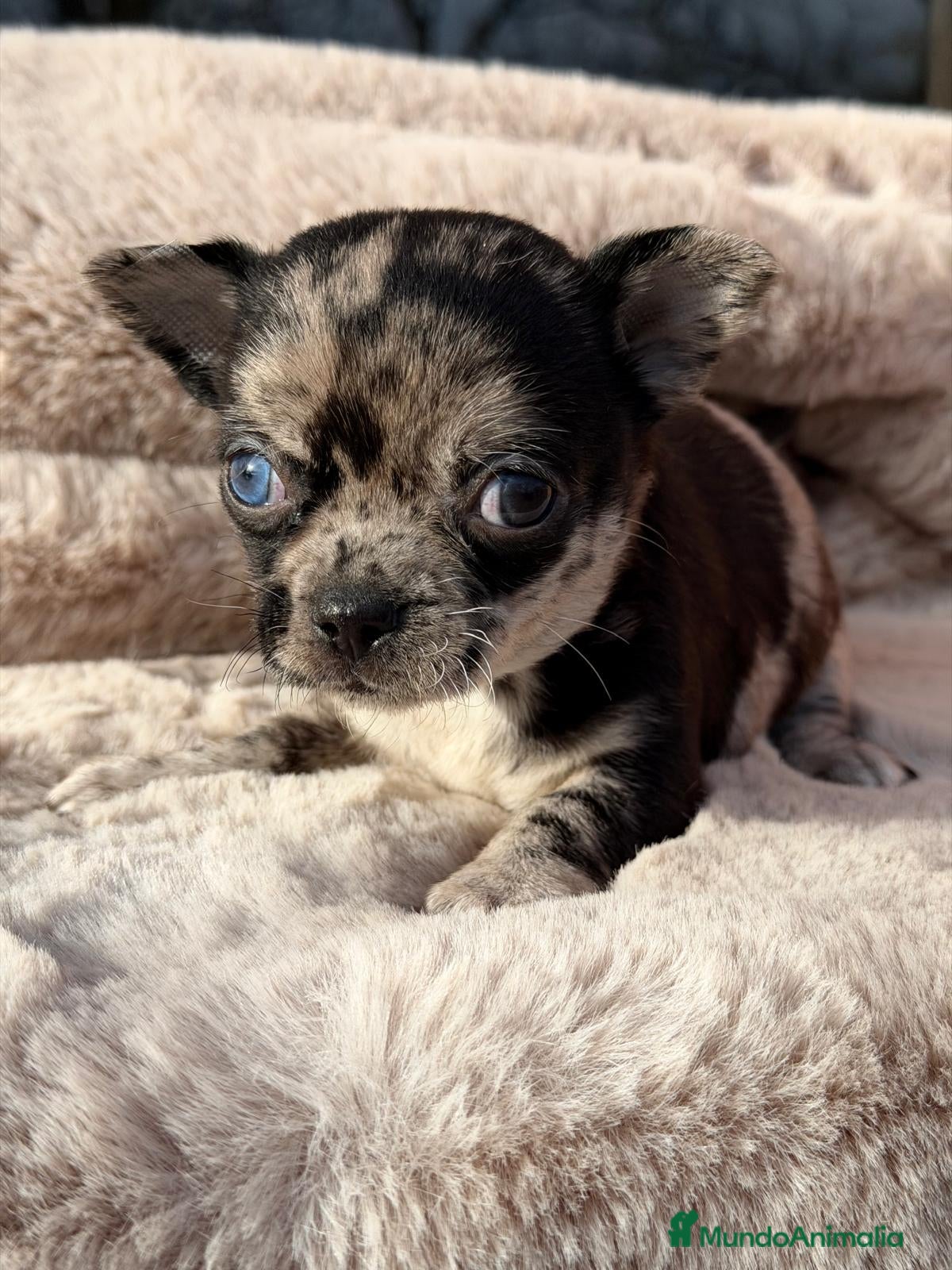 Chihuahua perros CHIHUAHUA MERLÉ  - Anuncio 2