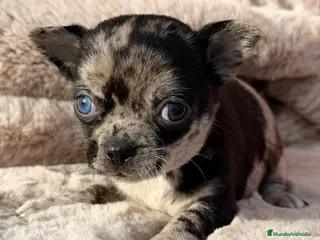 Chihuahua perros CHIHUAHUA MERLÉ - Anuncio 2