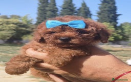 Caniche Toy perros en venta: Caniche toy rojo - Imagen 1