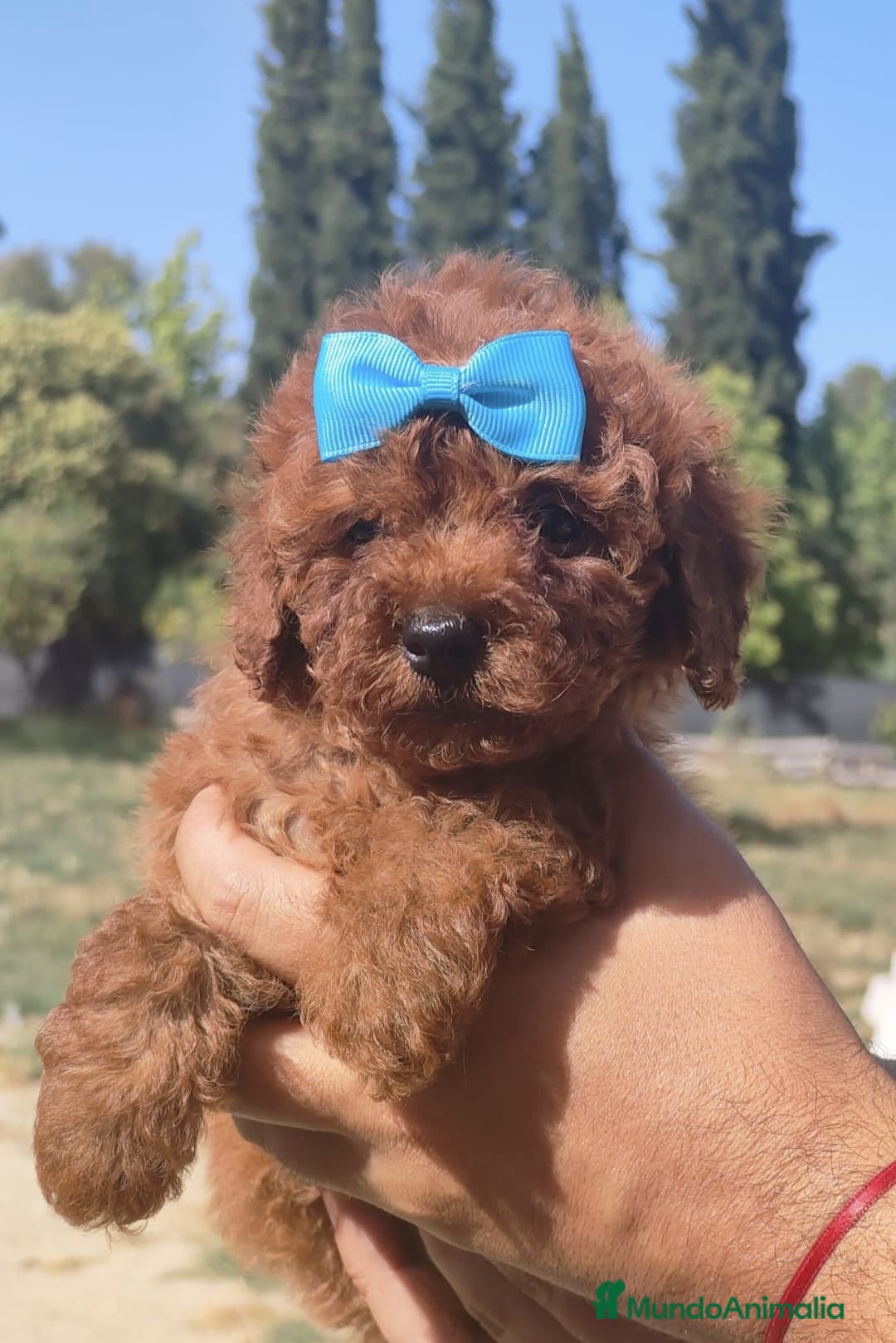 Caniche Toy perros en venta: Caniche toy rojo - Imagen 1