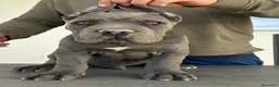 Cane Corso perros en venta: Cachorro de cane corso  - Anuncio 3