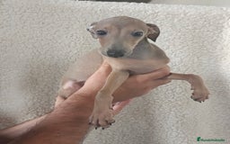 Pequeño Lebrel Italiano perros en venta: Macho espectacular Galgo Italiano  - Imagen 4
