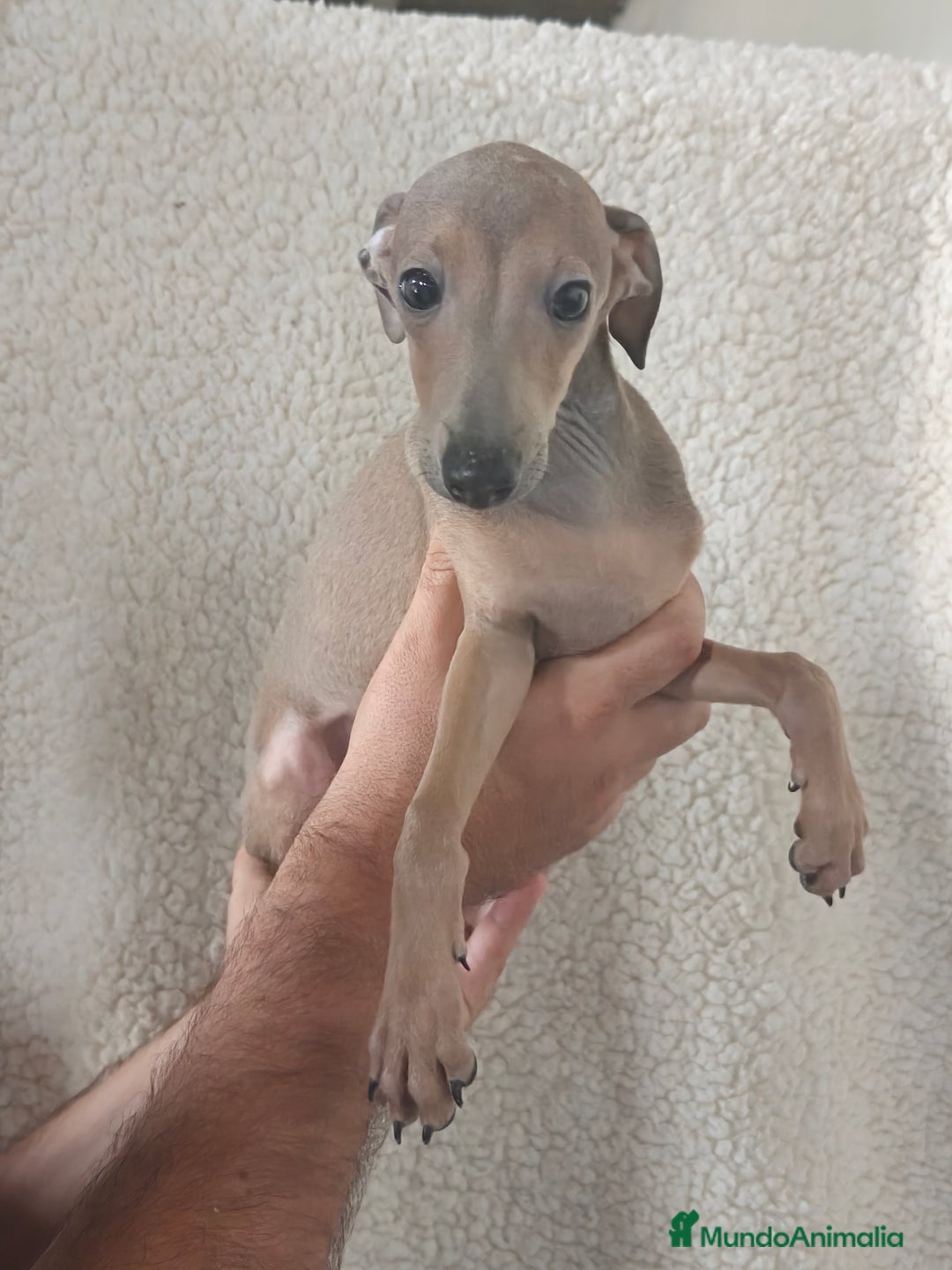 Pequeño Lebrel Italiano perros en venta: Macho espectacular Galgo Italiano  - Imagen 4