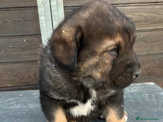 Mastín Español perros en Barcelona - Anuncio 6