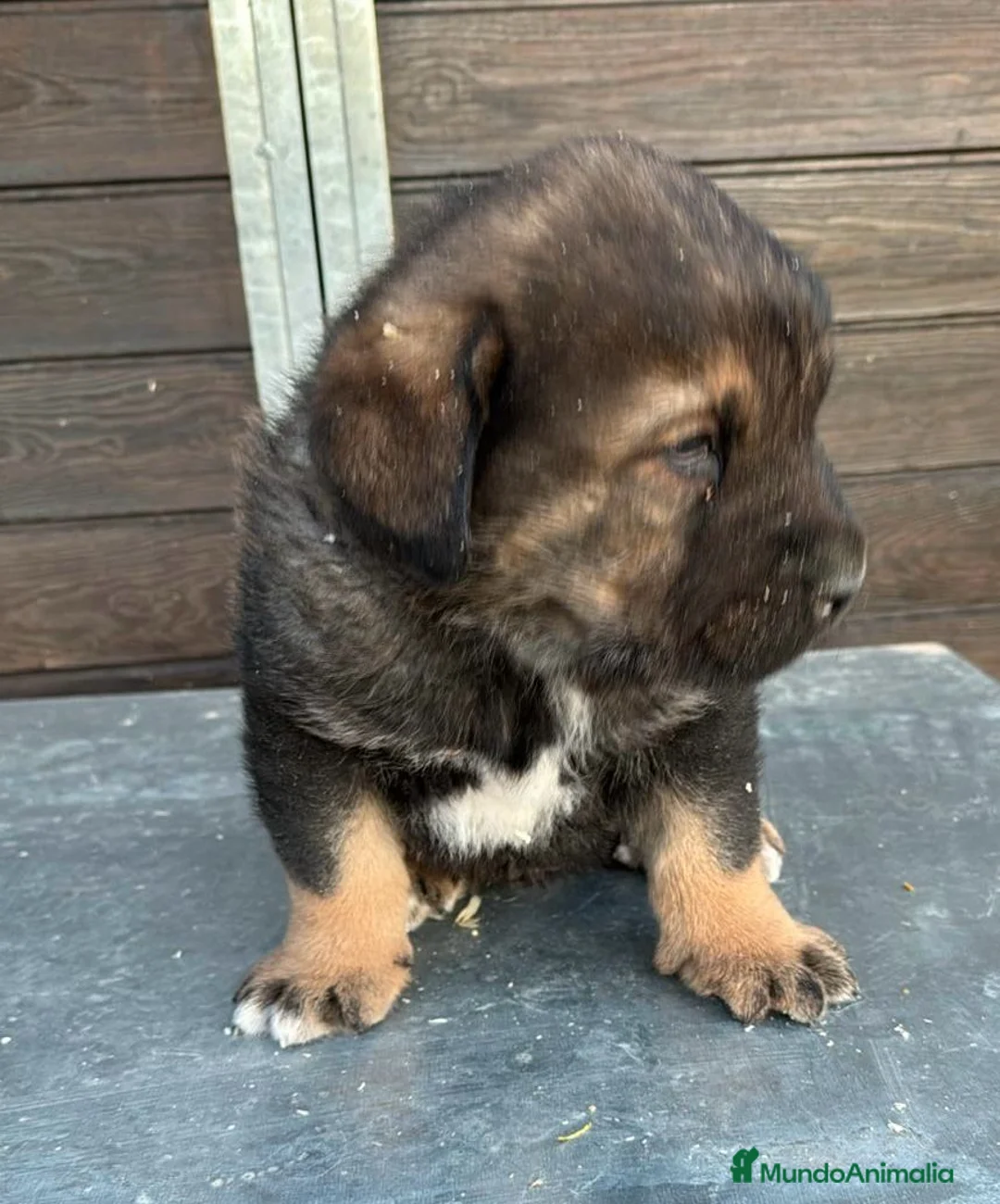 Mastín Español perros en venta: MASTÍN ESPAÑOL MACHO DISPONIBLE en Barcelona - Anuncio 1