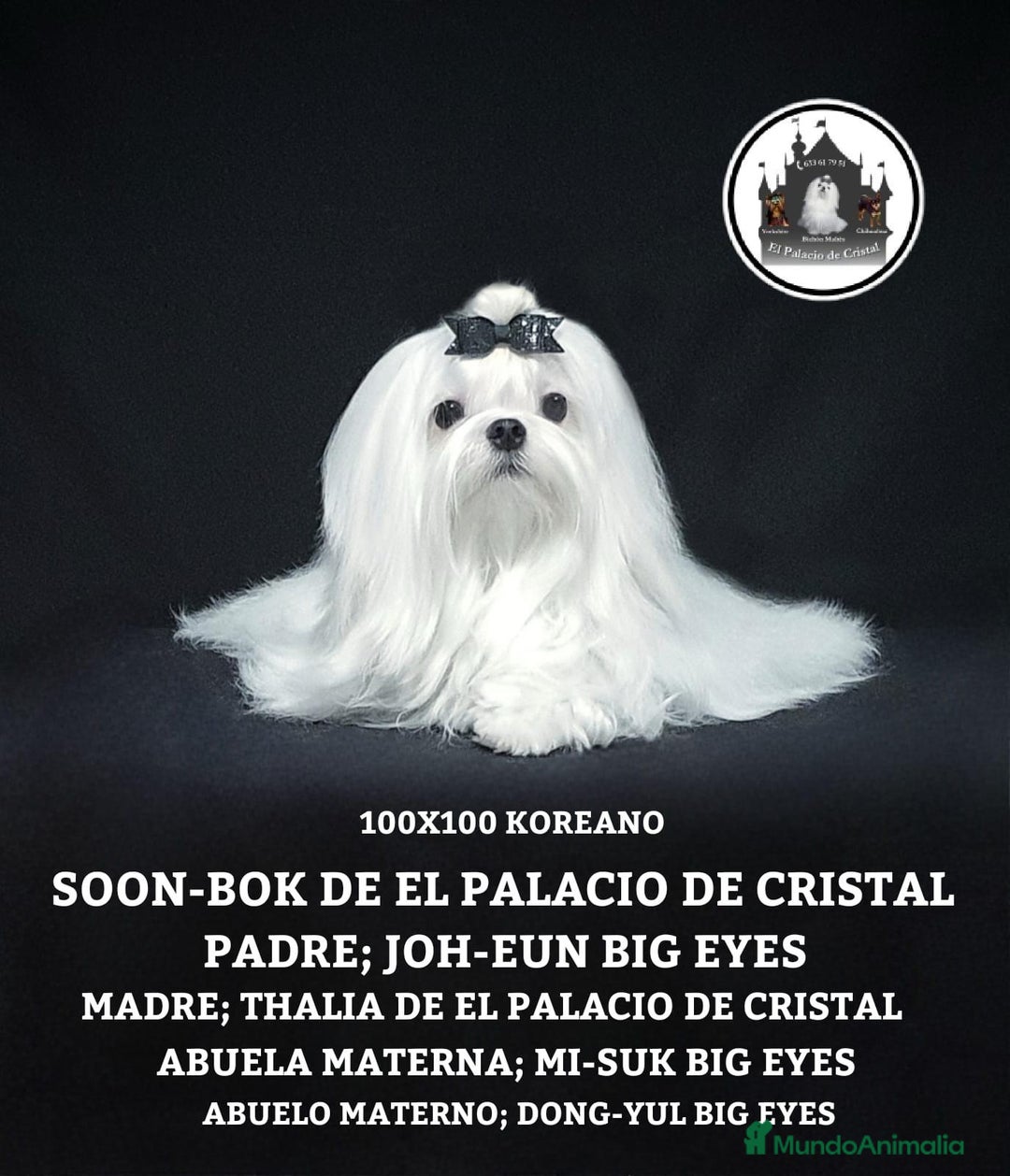 Bichón Maltés perros en venta: BICHÓN MALTÉS LÍNEA COREANA 100% - Anuncio 1