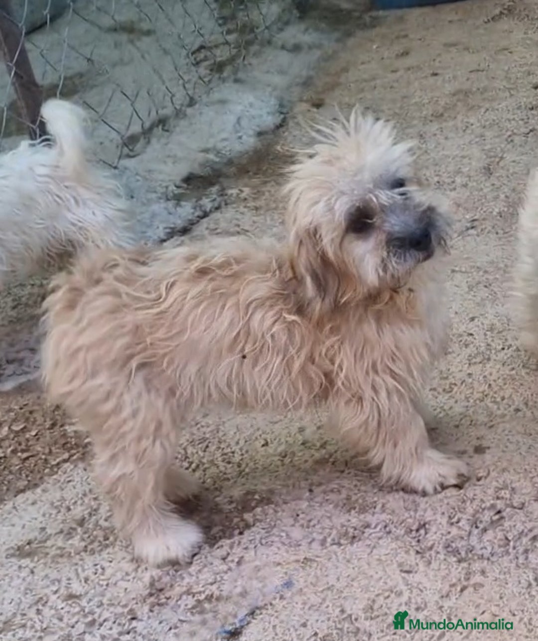 Bichón Habanero perros en venta: Hembra bichon habanero adopción  - Imagen 3