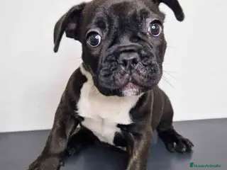 Bulldog Francés perros Bulldog Frances Macho 9679 - AQUANATURA en Barcelona - Anuncio 2