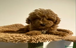 Caniche Enano perros en venta: Preciosos Caniches  - Imagen 9