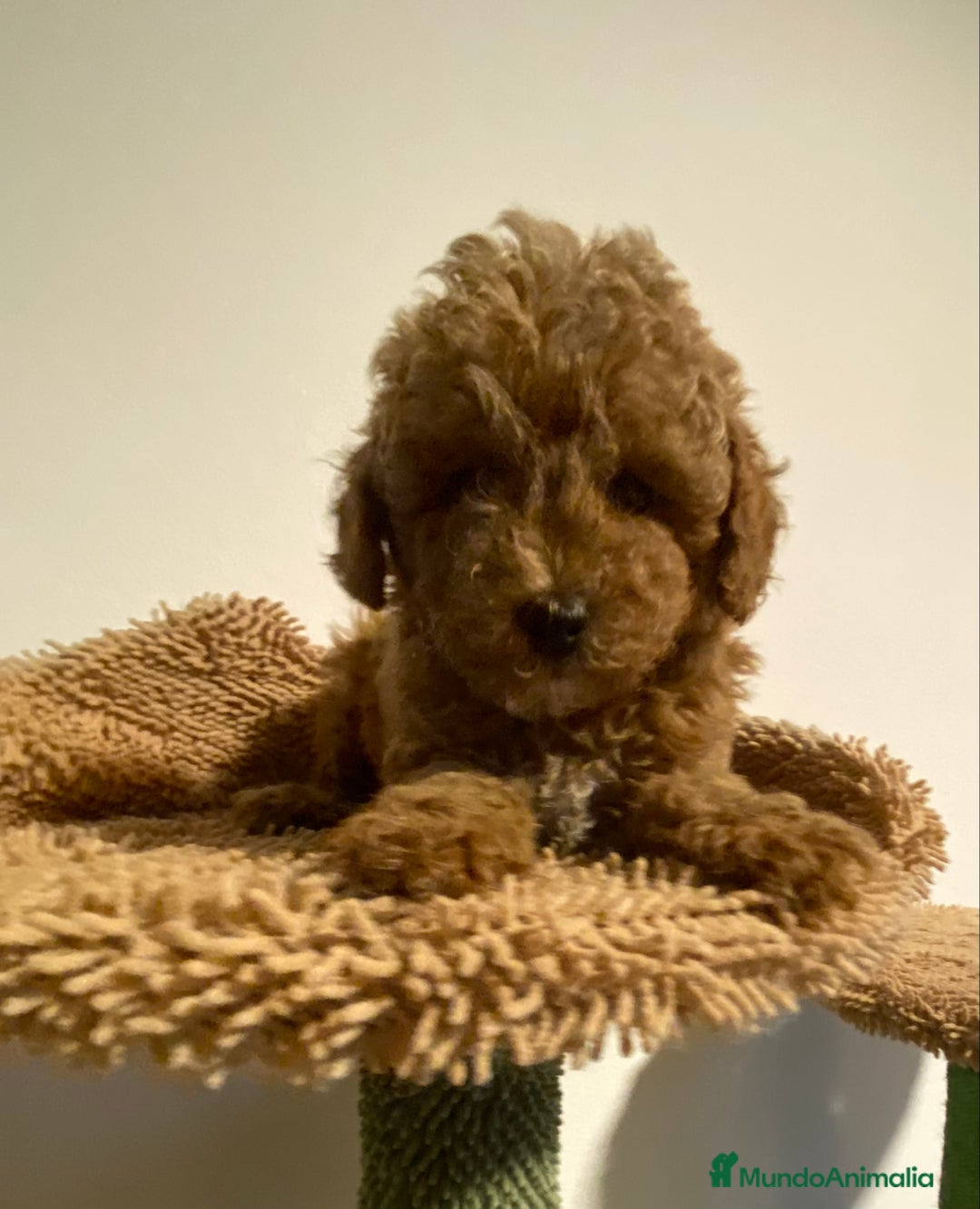 Caniche Enano perros en venta: Preciosos Caniches  - Imagen 9