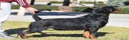 Rottweiler perros en venta: Rottvale kennel criadero desde el año 2012 en Valencia - Anuncio 8