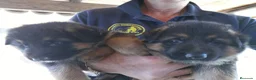 Pastor Alemán perros en venta: Espectaculares cachorros pastor alemán  - Anuncio 9