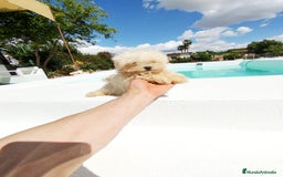 Bichón Maltés perros en venta: Bichón maltés toy  - Anuncio 3