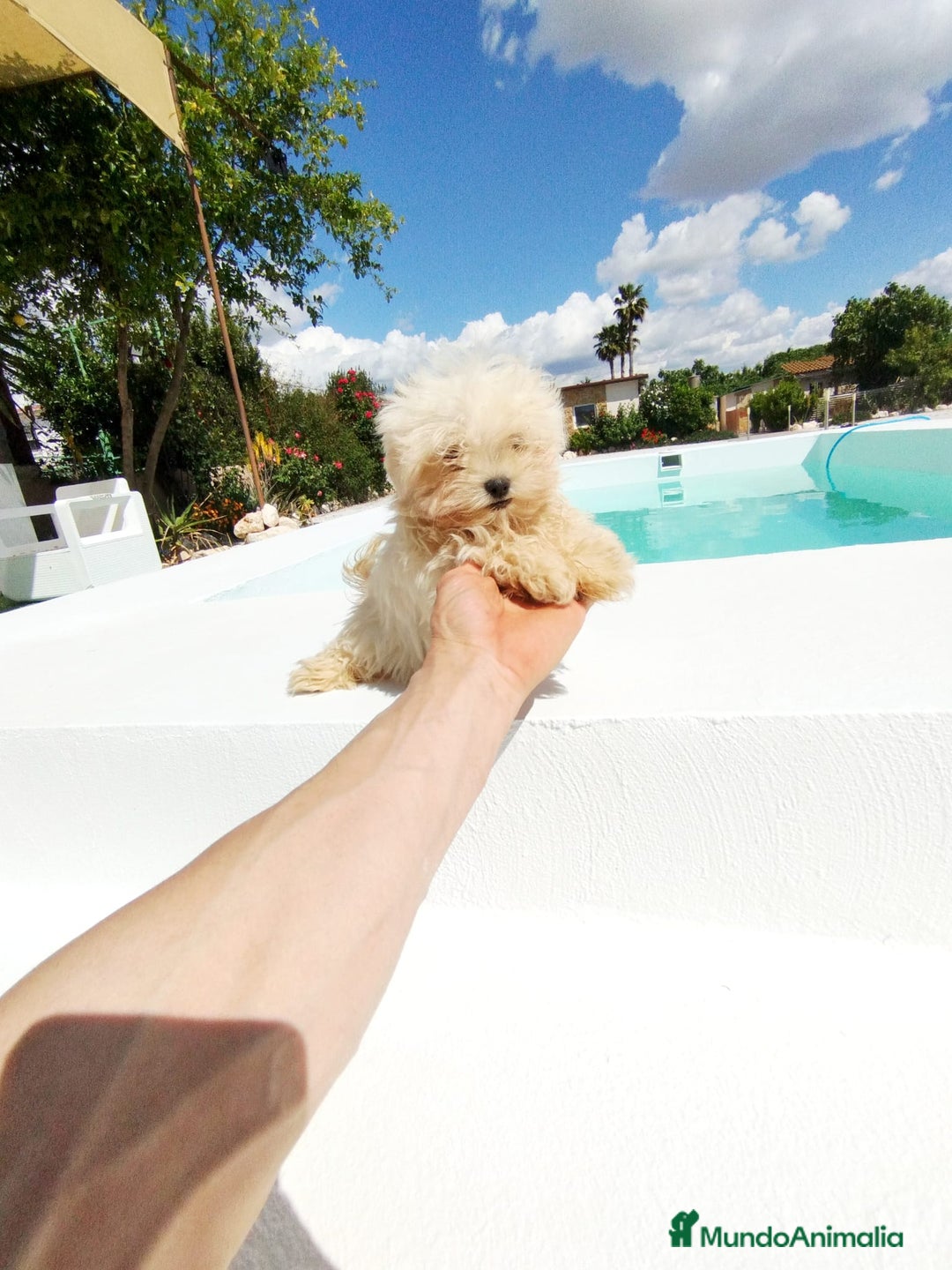 Bichón Maltés perros en venta: Bichón maltés toy  - Anuncio 3