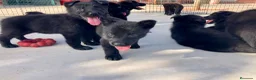 Pastor Alemán perros en venta: Pastores alemanes trabajo negro solido  - Anuncio 2